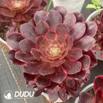 Echeveria Honghualang Variegated - Image 2
