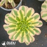 Aeonium Green Jade Variegated