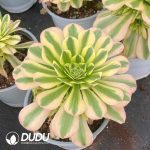Aeonium Green Jade Variegated - Image 2