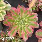 Echeveria Pink Crystal Variegated Clustering