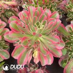Echeveria Pink Crystal Variegated Clustering - Image 2