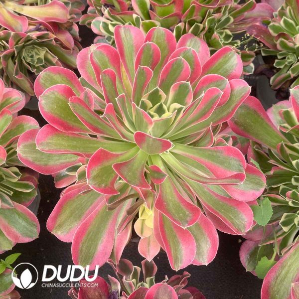 Echeveria Pink Crystal Variegated Clustering - Image 2