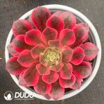 Aeonium Pretty in Pink Variegated Clustering