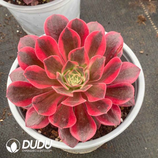 Aeonium Pretty in Pink Variegated Clustering - Image 2