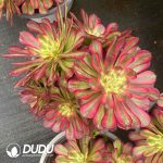 Aeonium Pampas Jungle Variegated Clustering