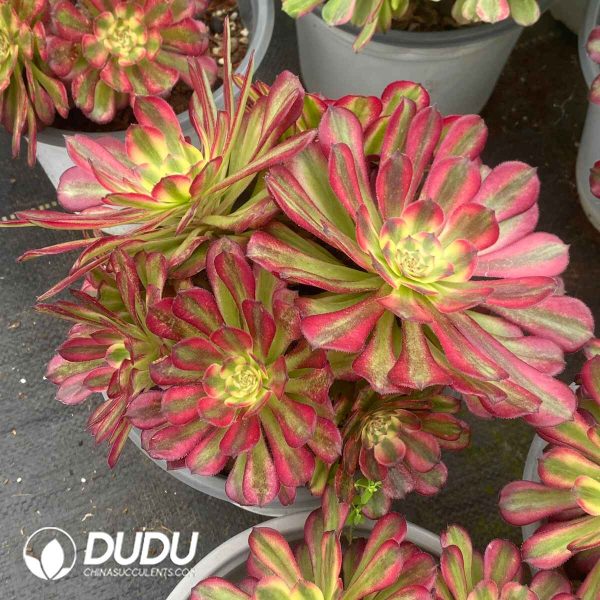 Aeonium Pampas Jungle Variegated Clustering - Image 2