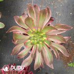 Aeonium Eye of Demon Variegated