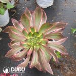 Aeonium Eye of Demon Variegated - Image 2