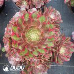 Aeonium Pink Flower Demon Variegated  Clustering