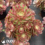 Aeonium Pink Flower Demon Variegated  Clustering - Image 2