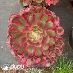 Aeonium Peacock Feather Variegated Clustering