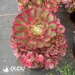 Aeonium Peacock Feather Variegated Clustering - Image 2