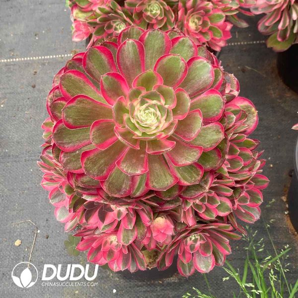 Aeonium Peacock Feather Variegated Clustering - Image 2
