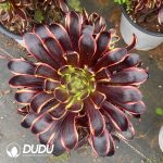 Aeonium Super Bang Variegated