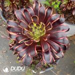 Aeonium Super Bang Variegated - Image 2