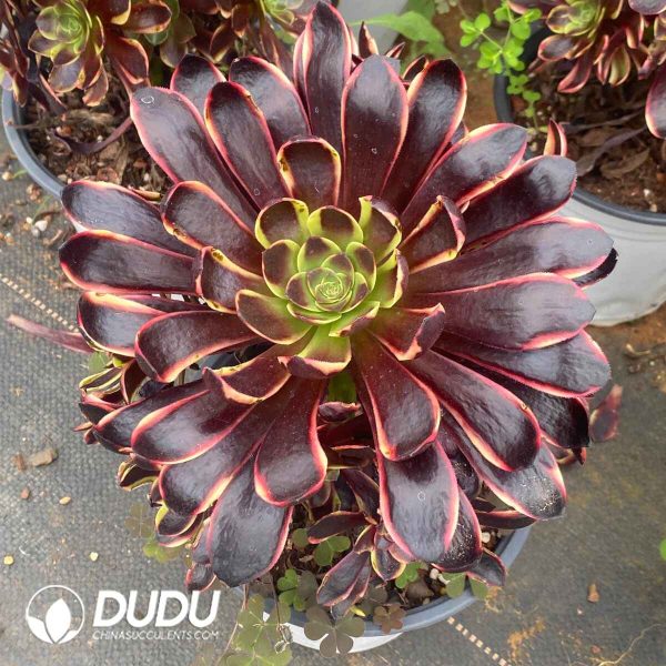 Aeonium Super Bang Variegated - Image 2