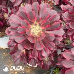 Aeonium Pink Copper Variegated Clustering