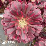 Aeonium Pink Copper Variegated Clustering - Image 2
