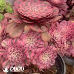 Aeonium Red Copper Variegated Clustering