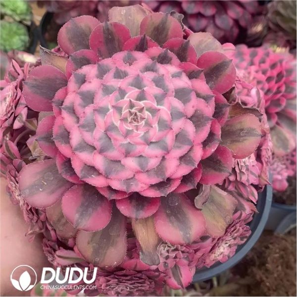 Aeonium Red Copper Variegated Clustering - Image 2