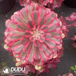 Aeonium Red Copper Variegated Clustering