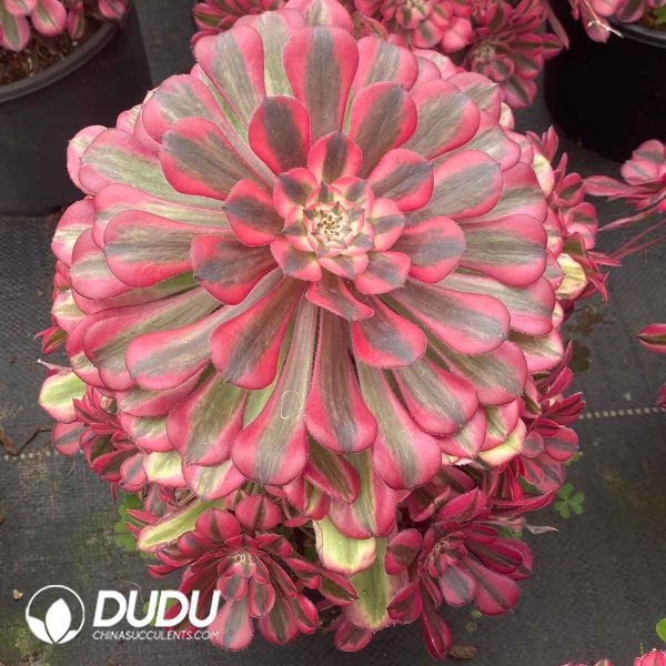 Aeonium Red Copper Variegated Clustering - Image 2