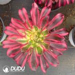 Aeonium Ice Cream Variegated
