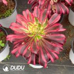 Aeonium Ice Cream Variegated - Image 2