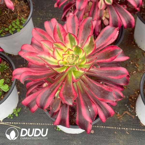 Aeonium Ice Cream Variegated - Image 2