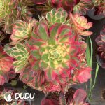 Aeonium Sea Fairy Variegated Clustering