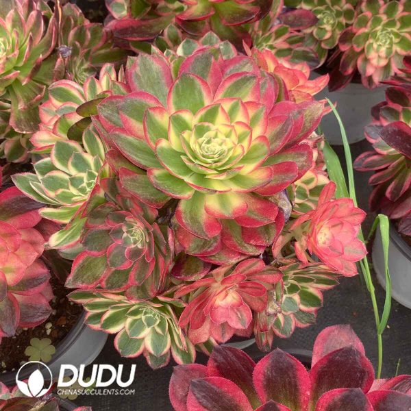 Aeonium Sea Fairy Variegated Clustering - Image 2