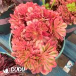 Aeonium Xiangfei Sakura Variegated Cristata