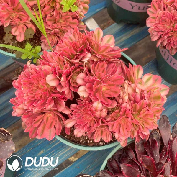 Aeonium Xiangfei Sakura Variegated Cristata - Image 2