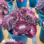 Aeonium Peacock Feather Variegated Cristata