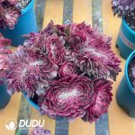 Aeonium Peacock Feather Variegated Cristata - Image 2