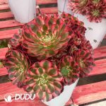 Aeonium Good Fortune Variegated Clustering