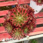 Aeonium Good Fortune Variegated Clustering - Image 2