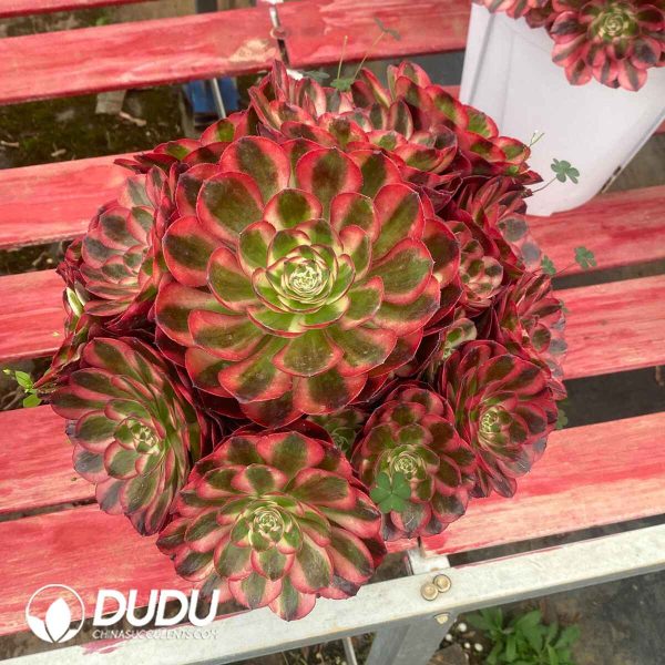 Aeonium Good Fortune Variegated Clustering - Image 2