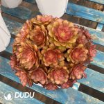 Aeonium KoiVariegated Clustering