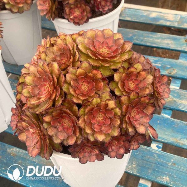 Aeonium KoiVariegated Clustering - Image 2