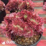 Aeonium Showa Cristata