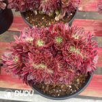 Aeonium Showa Cristata - Image 2