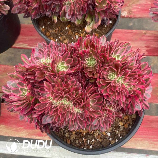 Aeonium Showa Cristata - Image 2