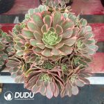Aeonium Pink Crown Variegated