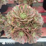Aeonium Pink Crown Variegated - Image 2