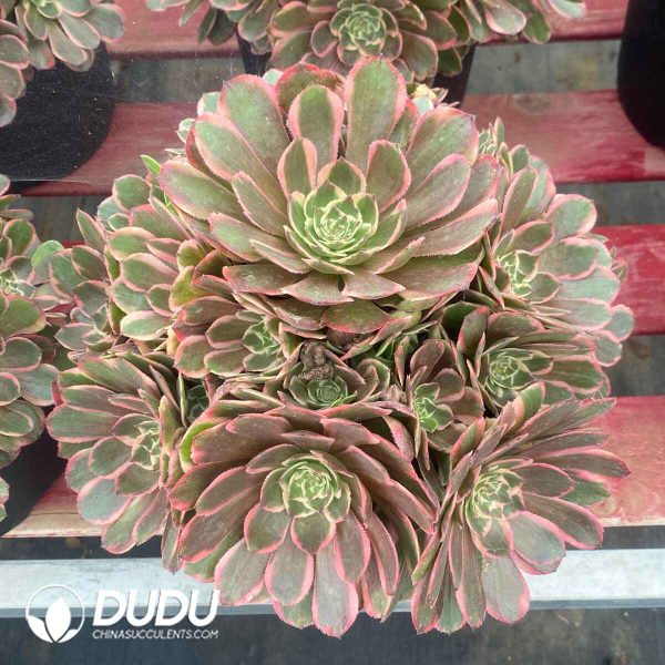 Aeonium Pink Crown Variegated - Image 2
