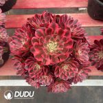 Aeonium Zhaohe Variegated Clustering