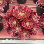 Aeonium Zhaohe Variegated Clustering - Image 2