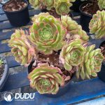 Aeonium Pink Flower Demon Variegated Clustering