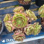 Aeonium Pink Flower Demon Variegated Clustering - Image 2